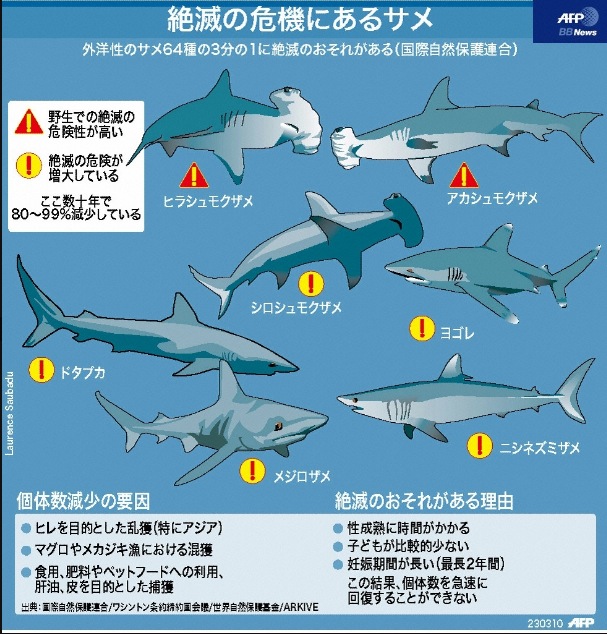 絶滅の危機にあるサメ一覧 ダイビングと海の総合サイト オーシャナ