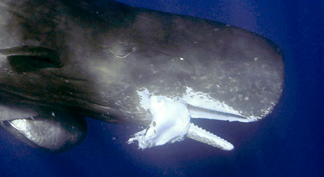 ダイオウイカをくわえるマッコウクジラ ダイビングと海の総合サイト オーシャナ