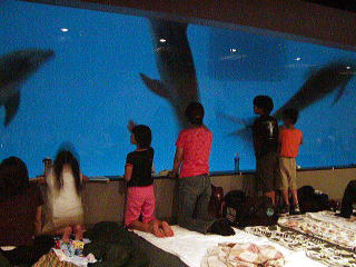 夜の水族館に泊まれるワクワク企画！鹿児島の水族館  ダイビングと海 