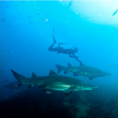 サメと一緒に泳ぐ女性フリーダイバーの写真が衝撃的 ダイビングと海の総合サイト オーシャナ