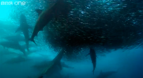 大迫力 サメ イルカ カツオドリがイワシの大群を狩りしまくる動画 ダイビングと海の総合サイト オーシャナ