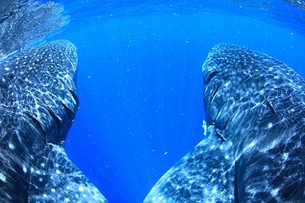 300匹のジンベエザメが群れる海・メキシコ