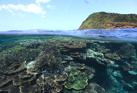 西表島のサンゴ
