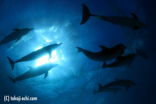 bahamas dolphin
