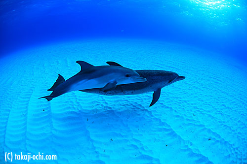 bahamas dolphin