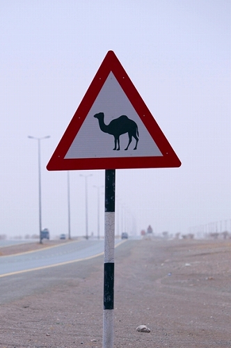 ドバイの「ラクダ注意」の標識