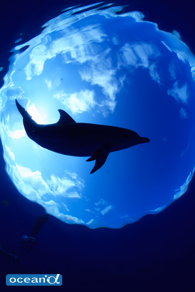 イルカ ダイビングと海の総合サイト オーシャナ