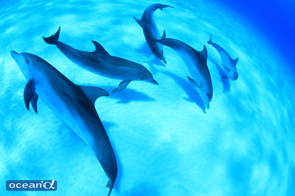 イルカ ダイビングと海の総合サイト オーシャナ