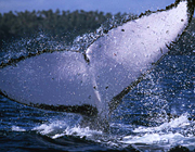トンガのザトウクジラ