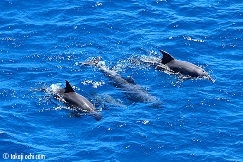 ニューカレドニアのイルカの群れ（空撮）