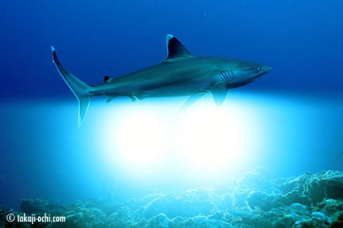 ニューカレドニアのサメ（ストロボ同時発光）