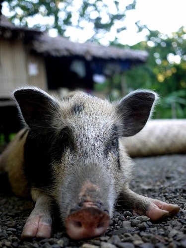パプアニューギニアの豚