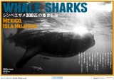 201212_300whakesharks_325_230px
