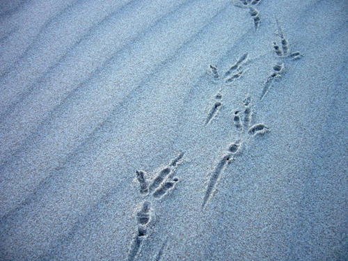 ビーチの海鳥の足跡