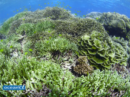 セブ島のサンゴ（撮影：越智隆治）