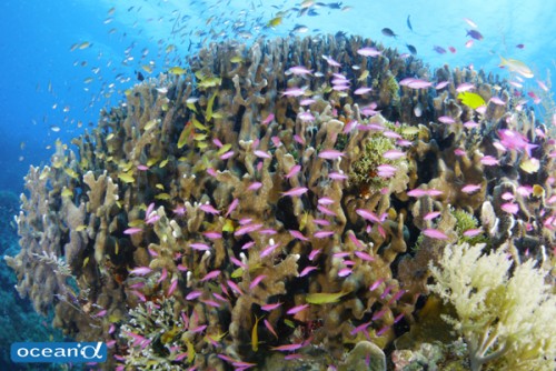 セブ島の魚の群れ（撮影：越智隆治）