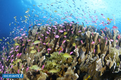 セブ島のサンゴと魚の群れ（撮影：越智隆治）