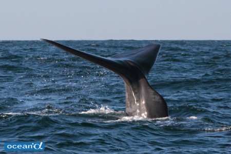 スリランカ、マッコウクジラのテール（撮影：越智隆治）