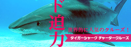 大迫力のサメと泳ぐ バハマ タイガーシャーク チャータークルーズ ダイビングと海の総合サイト オーシャナ