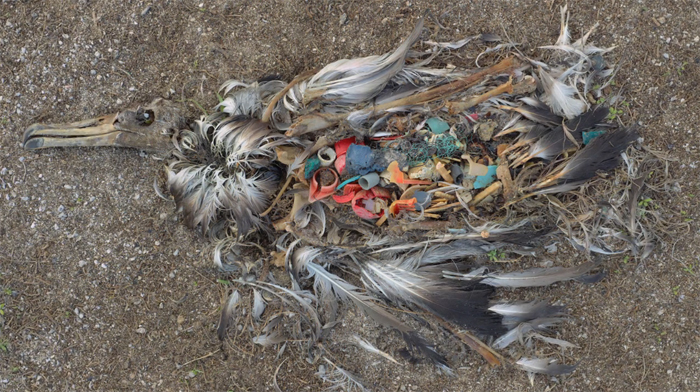 海のゴミを誤って食べてしまった海鳥たちの悲しい末路を記録したムービー ダイビングと海の総合サイト オーシャナ