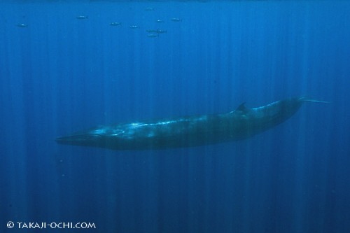 カツオの群れと一緒に泳ぐニタリクジラ