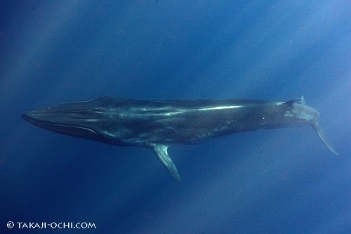 噴気口から吻に向かって3本の隆起線が走る、ニタリクジラの特徴を捉えた写真