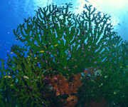 papuanewguinea_180_150