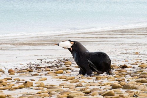 フォークランド諸島のペンギン（撮影：岡田裕介）