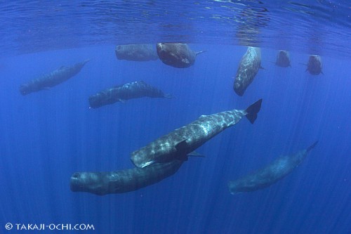 海中にクリック音を響かせながら目の前に姿を見せたマッコウクジラたち