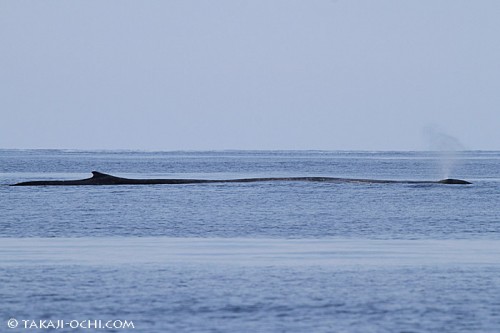シロナガスクジラの背中