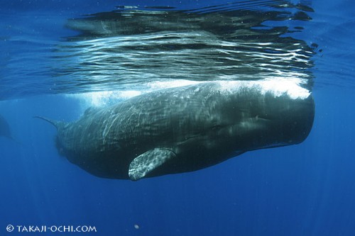 スリランカのマッコウクジラ（撮影：越智隆治）