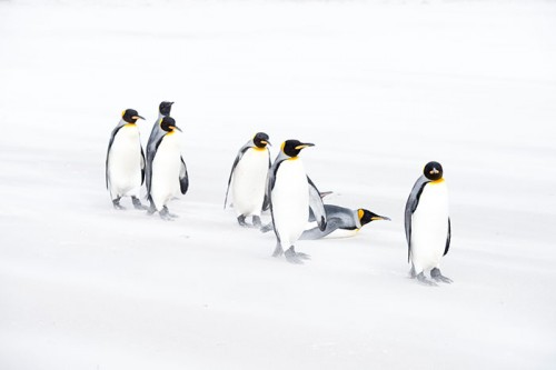 フォークランド諸島のキングペンギン（撮影：岡田裕介）