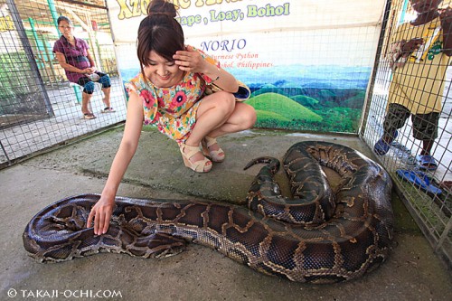 セブ島の大蛇（撮影：越智隆治）