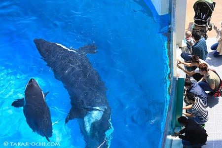 水槽内に入れたのは数年ぶりらしい、鴨川シーワールドのカレンダー撮影