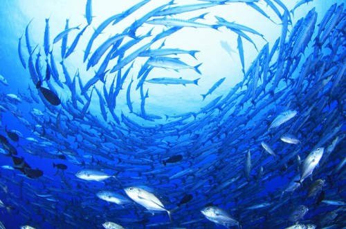パプアニューギニアの魚の群れ（撮影：細田健太郎）