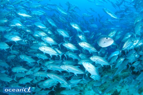 セブ島の魚の群れ（撮影：越智隆治）