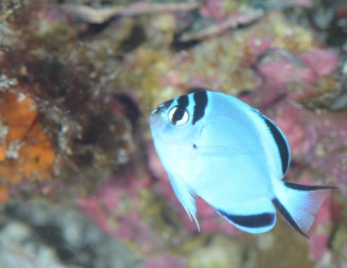 鵜来島のヒレナガヤッコ幼魚