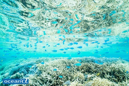 西表島のサンゴ礁（撮影：岡田裕介）
