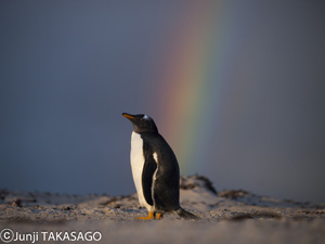 フォークランドのペンギン（撮影：高砂淳二）