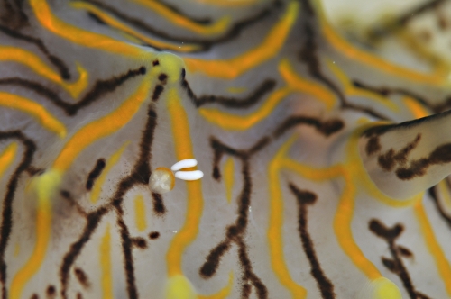 【沖縄本島】ウミウシに寄生するコペポーダ