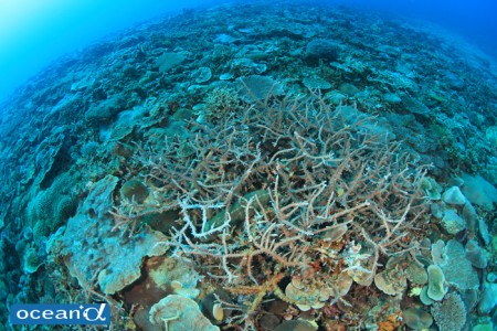 多様性に富んだサンゴ群