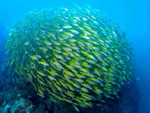 タイのセイルロックの魚群