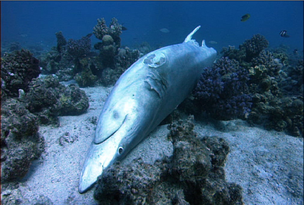 フカヒレスープのためにサメが絶滅の危機 オバマ大統領 サメのフィンニング禁止法案に署名 ダイビングと海の総合サイト オーシャナ
