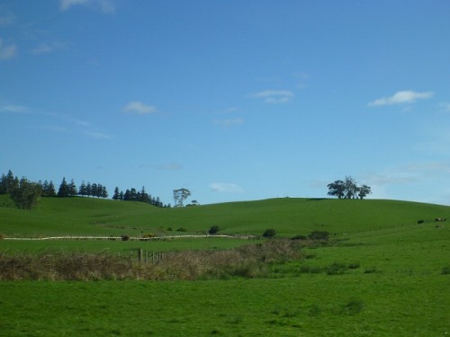 ニュージーランドの草原