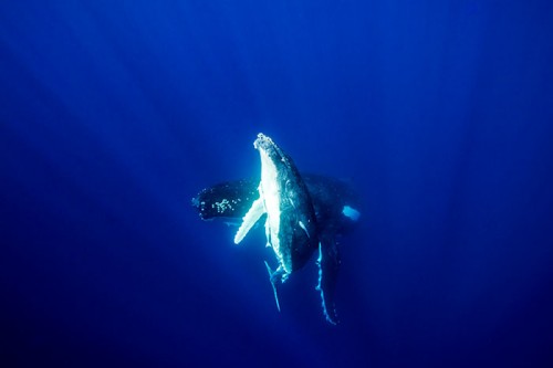 トンガのクジラ（撮影：岡田裕介）