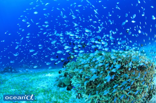セブ島のサンゴとデバスズメダイの群れ（撮影：越智隆治）