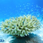 セブ島のサンゴ（撮影：越智隆治）