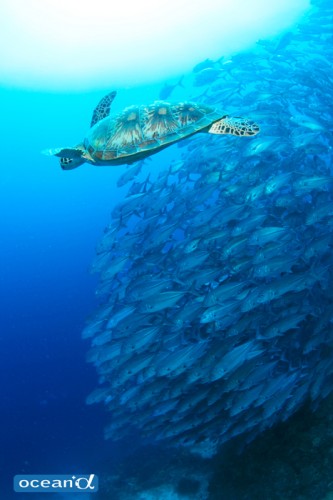 セブ島のウミガメ（撮影：越智隆治）