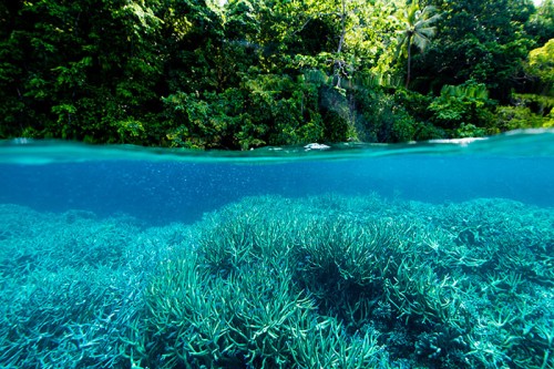 パプアニューギニアのサンゴ（撮影：岡田裕介）