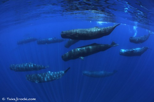 スリランカのクジラ（撮影：越智隆治）